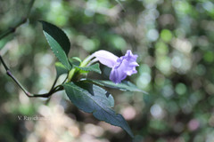 Strobilanthes foliosa